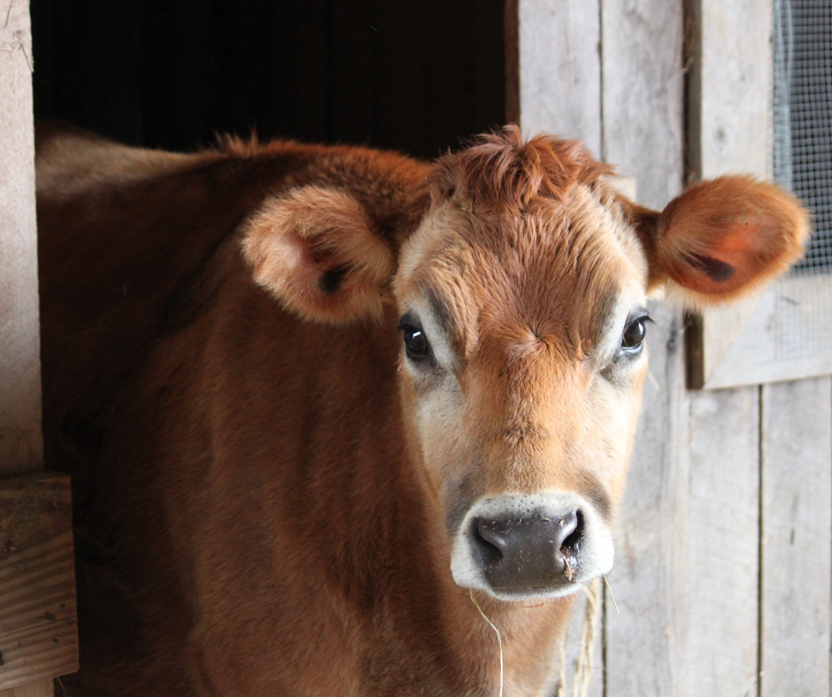 Jersey kráva. Krásná jako srna.